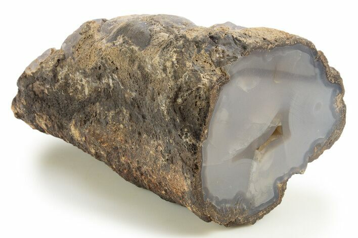 Polished Agate Replaced Petrified Wood Limb Cast - Oregon #333027